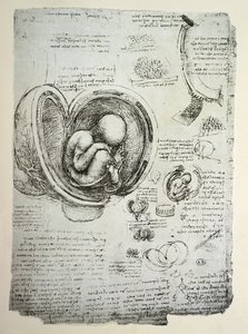 Der menschliche Fötus im Mutterleib, Faksimilekopie von Leonardo da Vinci