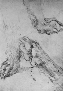 Drei Studien der Pfoten eines Hundes oder Wolfs, ca. 1480, 1945