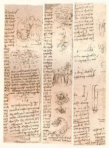 Drei Zeichnungen, um 1472-um 1519, 1883 von Leonardo da Vinci