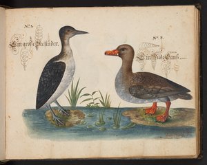 "Eine genaue natürliche Beschreibung und Darstellung der Wasservögel, Fische, Vierfüßler, Insekten und Würmer, die in den Gewässern von Straßburg vorkommen, die ich selbst geschossen und gehandhabt habe. Leonard Baldner, Fischer und Bürger in Straßburg"