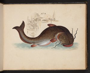 "Eine genaue natürliche Beschreibung und Darstellung der Wasservögel, Fische, Vierfüßler, Insekten und Würmer, die in den Gewässern von Straßburg vorkommen, die ich selbst geschossen und gehandhabt habe. Leonard Baldner, Fischer und Bürger in Straßburg"