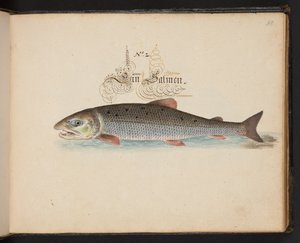 "Eine genaue natürliche Beschreibung und Darstellung der Wasservögel, Fische, Vierfüßler, Insekten und Würmer, die in den Gewässern von Straßburg vorkommen, die ich selbst geschossen und gehandhabt habe. Leonard Baldner, Fischer und Bürger in Straßburg"