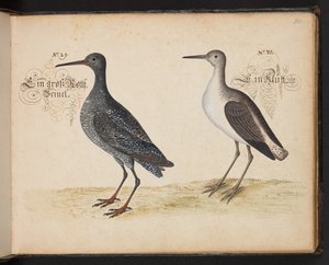 Eine genaue natürliche Beschreibung und Darstellung der Wasservögel, Fische, Vierfüßler, Insekten und Würmer, die in den Gewässern von Straßburg vorkommen, die ich selbst geschossen und gehandhabt habe. Leonard Baldner, Fischer und Bürger in Straßburg