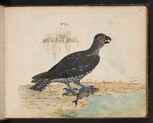 Eine genaue natürliche Beschreibung und Darstellung der Wasservögel, Fische, Vierfüßler, Insekten und Würmer, die in den Gewässern von Straßburg vorkommen, die ich selbst geschossen und gehandhabt habe. Leonard Baldner, Fischer und Bürger in Straßburg