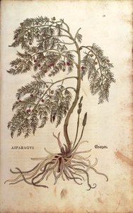 Spargel von Leonhart Fuchs aus De historia stirpium commentarii insignes, kolorierte Gravur