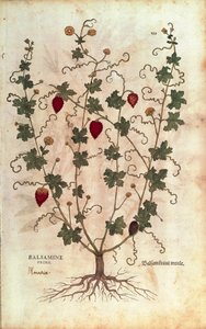 Balsamapfel (Momordica balsamina) von Leonhart Fuchs aus De historia stirpium commentarii insignes (Bemerkenswerte Kommentare zur Geschichte der Pflanzen), kolorierte Gravur von Leonhard Fuchs