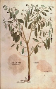 Tollkirsche - Atropa belladonna von Leonhart Fuchs aus De historia stirpium commentarii insignes, kolorierte Gravur von Leonhard Fuchs