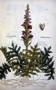 Botanische Tafel: Akanthus oder Akanthus - in „De Historia Stirpium commentarii insignias“ von Leonhart Fuchs von Leonhard Fuchs