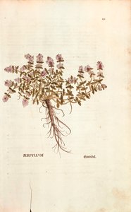 Sandthymian (Thymus serpyllum) von Leonhart Fuchs aus De historia stirpium commentarii insignes, kolorierte Gravur