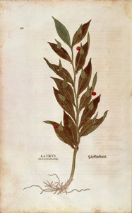 Mäusedorn oder Knieholz - Ruscus aculeatus (Laurus alexandrina) von Leonhart Fuchs aus De historia stirpium commentarii insignes, kolorierte Gravur von Leonhard Fuchs