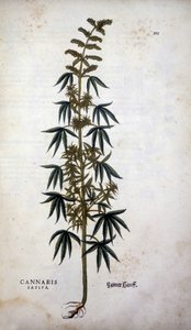 Cannabis Sativa (Hanf) - in „De Historia Stirpium commentarii insignia“ von Leonhart Fuchs von Leonhard Fuchs