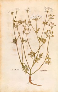 Kümmel von Leonhart Fuchs aus De historia stirpium commentarii insignes, kolorierte Gravur