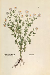 Kamille - Matricaria chamomilla (Chamaemelum leucanthemum) von Leonhart Fuchs aus De historia stirpium commentarii insignes (Bemerkenswerte Kommentare zur Geschichte der Pflanzen), kolorierte Gravur