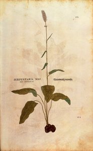 Schlangen-Knöterich - Persicaria bistorta von Leonhart Fuchs aus De historia stirpium commentarii insignes, kolorierte Gravur von Leonhard Fuchs