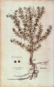 Gemeiner Wacholder von Leonhart Fuchs aus De historia stirpium commentarii insignes, kolorierte Gravur