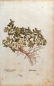 Portulak - Portulaca oleracea (Portulaca sylvestris) von Leonhart Fuchs aus De historia stirpium commentarii insignes (Bemerkenswerte Kommentare zur Geschichte der Pflanzen), kolorierte Gravur von Leonhard Fuchs