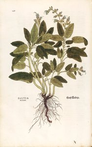 Echter Salbei - Salvia officinalis (Salvia maior) von Leonhart Fuchs aus De historia stirpium commentarii insignes (Bemerkenswerte Kommentare zur Geschichte der Pflanzen), kolorierte Gravur von Leonhard Fuchs