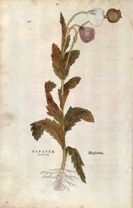 Korn- oder Feldmohn von Leonhard Fuchs