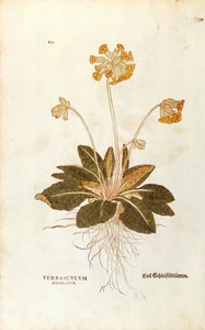 Schlüsselblume - Primula veris officinalis (Verbasculum odoratum) von Leonhart Fuchs aus De historia stirpium commentarii insignes (Bemerkenswerte Kommentare zur Geschichte der Pflanzen), kolorierte Gravur