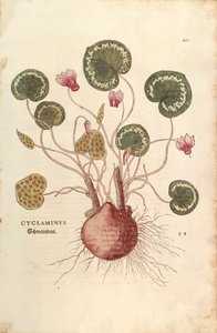 Alpenveilchen von Leonhart Fuchs aus De historia stirpium commentarii insignes, kolorierte Gravur