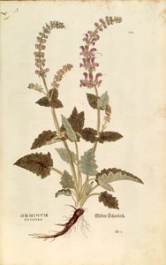 Drachenmaul (Horminum oder Orminum sylvestre) von Leonhart Fuchs aus De historia stirpium commentarii insignes (Bemerkenswerte Kommentare zur Geschichte der Pflanzen), kolorierte Gravur