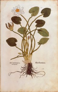 Weiße Seerose oder Weißer Lotus - Nymphaea alba (Nymphaea candida) von Leonhart Fuchs aus De historia stirpium commentarii insignes (Bemerkenswerte Kommentare zur Geschichte der Pflanzen), kolorierte Gravur von Leonhard Fuchs