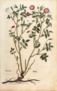 Immergrüne Rose (Rosa sempervirens) aus De historia stirpium commentarii insignes (Bemerkenswerte Kommentare zur Geschichte der Pflanzen), kolorierter Stich von Leonhard Fuchs