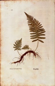 Farn, Gemeiner Tüpfelfarn (Polypodium vulgare) von Leonhart Fuchs aus De historia stirpium commentarii insignes (Bemerkenswerte Kommentare zur Geschichte der Pflanzen), kolorierter Stich von Leonhard Fuchs