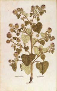 Große Klette - Arctium lappa (Personatia) von Leonhart Fuchs aus De historia stirpium commentarii insignes (Bemerkenswerte Kommentare zur Geschichte der Pflanzen), kolorierte Gravur von Leonhard Fuchs