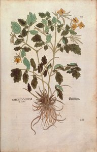Schöllkraut (Chelidonium majus) von Leonhart Fuchs aus De historia stirpium commentarii insignes (Bemerkenswerte Kommentare zur Geschichte der Pflanzen), kolorierte Gravur