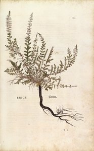 Heidekraut - Calluna vulgaris (Erice) aus De historia stirpium commentarii insignes (Bemerkenswerte Kommentare zur Geschichte der Pflanzen), kolorierter Stich