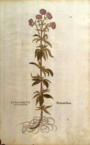 Wasserdost - Eupatorium cannabinum (Eupatorium adulterinum) von Leonhart Fuchs aus De historia stirpium commentarii insignes, kolorierte Gravur