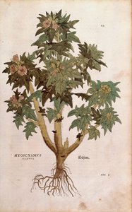 Bilsenkraut von Leonhart Fuchs aus De historia stirpium commentarii insignes, kolorierte Gravur von Leonhard Fuchs