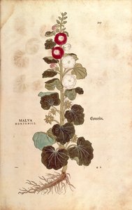 Stockrose von Leonhart Fuchs aus De historia stirpium commentarii insignes, kolorierte Gravur