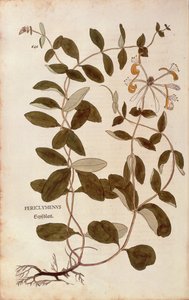 Geißblatt (Lonicera periclymenum) aus De historia stirpium commentarii insignes (Bemerkenswerte Kommentare zur Geschichte der Pflanzen), kolorierter Stich von Leonhard Fuchs