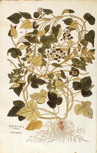 Efeu (Hedera helix nigra aurea) aus De historia stirpium commentarii insignes (Bemerkenswerte Kommentare zur Geschichte der Pflanzen), kolorierter Stich