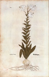 Lilie (Lilium) von Leonhart Fuchs aus De historia stirpium commentarii insignes (Bemerkenswerte Kommentare zur Geschichte der Pflanzen), kolorierte Gravur von Leonhard Fuchs