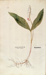 Maiglöckchen - Convallaria majalis (Ephemerum non letale) von Leonhart Fuchs aus De historia stirpium commentarii insignes (Bemerkenswerte Kommentare zur Geschichte der Pflanzen), kolorierte Gravur