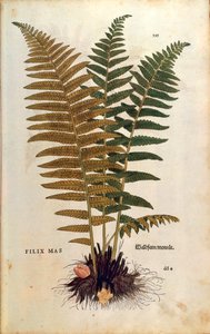 Männlicher Farn (Dryopteris filix-mas) von Leonhart Fuchs aus De historia stirpium commentarii insignes (Bemerkenswerte Kommentare zur Geschichte der Pflanzen), kolorierter Stich von Leonhard Fuchs