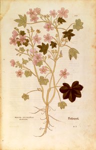 Malve (Malva sylvestris elatior) von Leonhart Fuchs aus De historia stirpium commentarii insignes (Bemerkenswerte Kommentare zur Geschichte der Pflanzen), kolorierte Gravur von Leonhard Fuchs