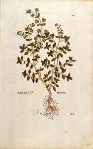 Majoran - Origanum majorana (Amaracus) von Leonhart Fuchs aus De historia stirpium commentarii insignes, kolorierte Gravur