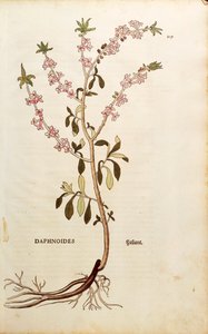 Seidelbast - Daphne mezereum von Leonhart Fuchs aus De historia stirpium commentarii insignes, kolorierte Gravur von Leonhard Fuchs