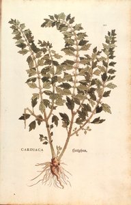 Herzgespann von Leonhart Fuchs aus De historia stirpium commentarii insignes, kolorierte Gravur