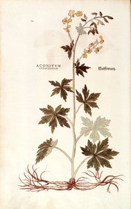 Nordischer Eisenhut von Leonhart Fuchs aus De historia stirpium commentarii insignes, kolorierte Gravur von Leonhard Fuchs