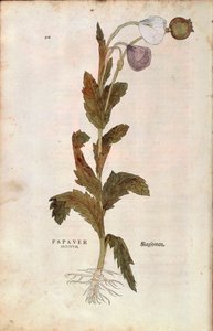 Schlafmohn von Leonhart Fuchs aus De historia stirpium commentarii insignes, kolorierte Gravur von Leonhard Fuchs