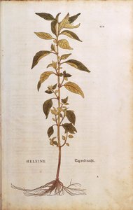 Mauerraute - Parietaria officinalis von Leonhart Fuchs aus De historia stirpium commentarii insignes, kolorierte Gravur von Leonhard Fuchs