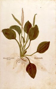 Spitzwegerich (Plantago major) aus De historia stirpium commentarii insignes (Bemerkenswerte Kommentare zur Geschichte der Pflanzen), kolorierter Stich