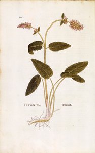 Purpur-Betonie oder Bischofskraut - Stachys officinalis (Betonica) von Leonhart Fuchs aus De historia stirpium commentarii insignes (Bemerkenswerte Kommentare zur Geschichte der Pflanzen), kolorierter Stich von Leonhard Fuchs