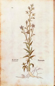 Rapunzel-Glockenblume - Campanula rapunculus (Rapum sylvestre) aus De historia stirpium commentarii insignes (Bemerkenswerte Kommentare zur Geschichte der Pflanzen), kolorierter Stich von Leonhard Fuchs
