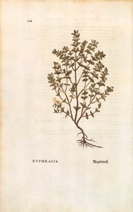Roter Augentrost von Leonhart Fuchs aus De historia stirpium commentarii insignes, kolorierte Gravur